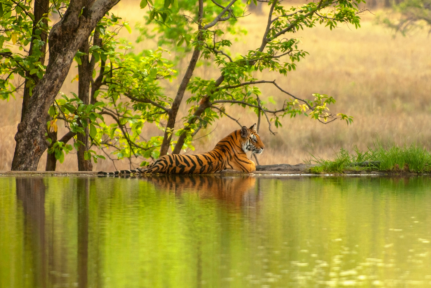 Ranthambore Tour